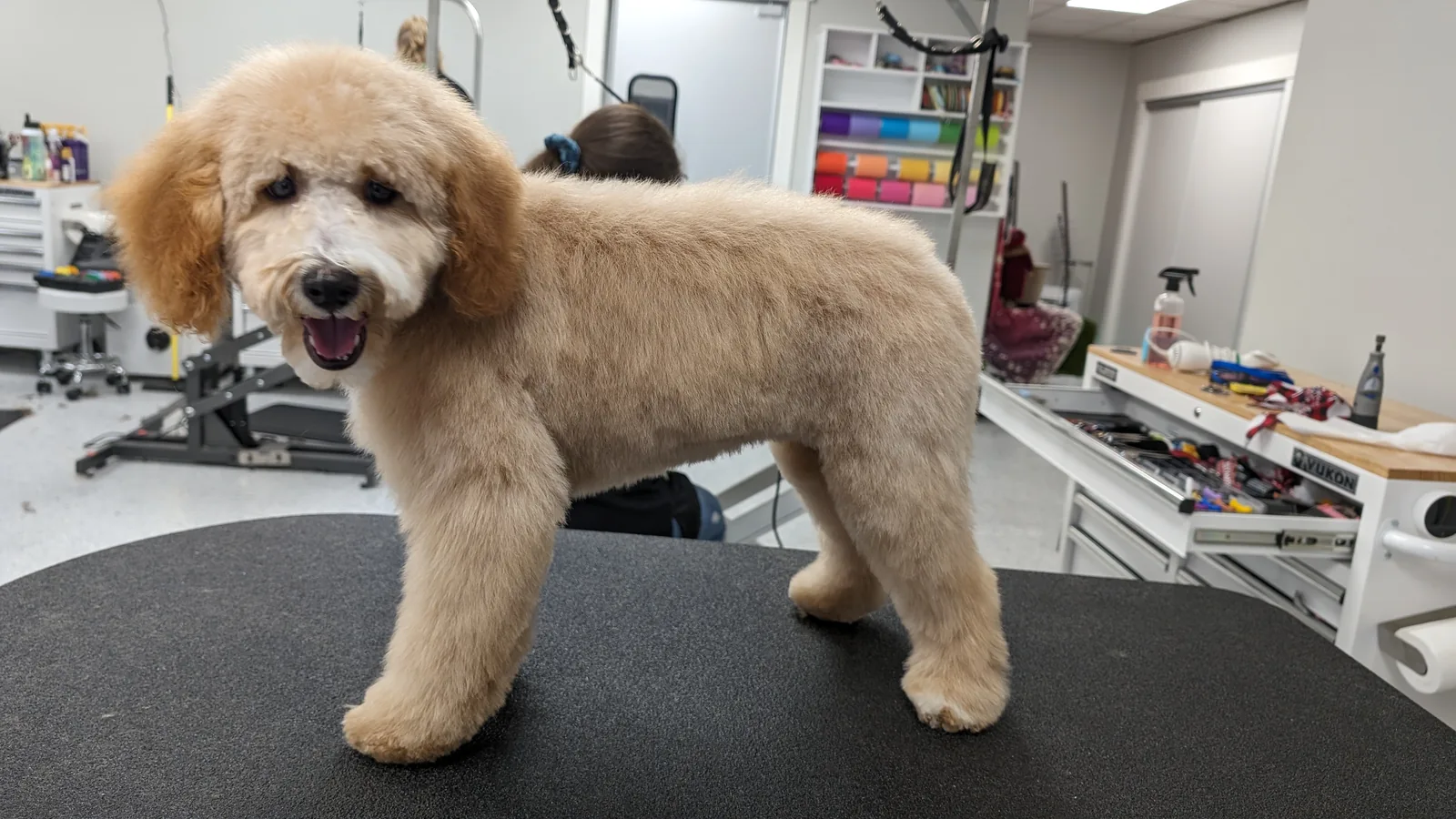 A smiling apricot doodle standing on Jessica's grooming table after a fresh trim