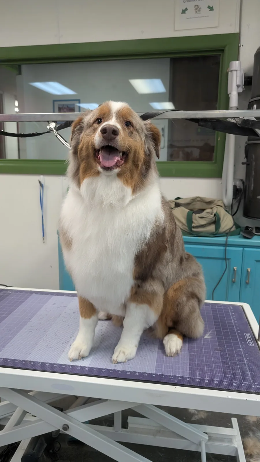 A red merle Australian Shepherd sitting proudly on the grooming table