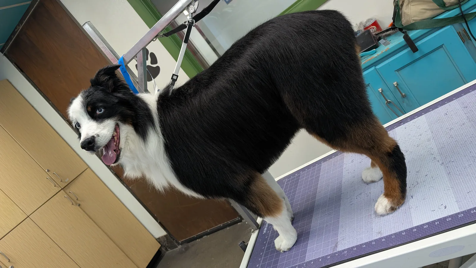 A smiling black tri-color Australian Shepherd on the grooming table