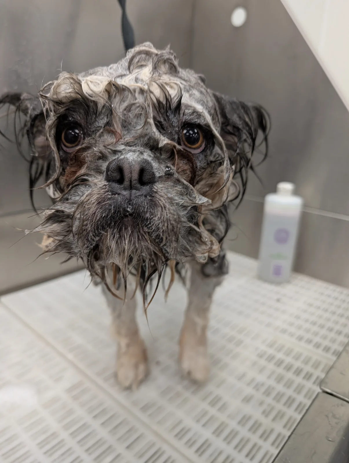 A soggy, scruffy little dog with big eyes mid-bath in the tub