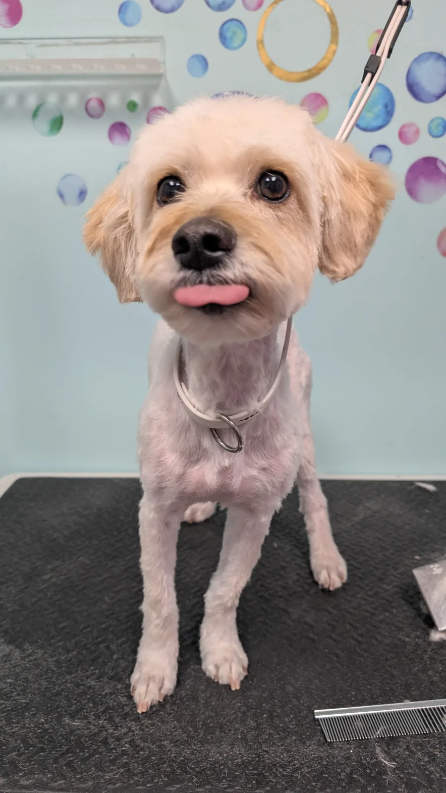 A cream small doodle with a little tongue blep in front of a bubble-painted wall