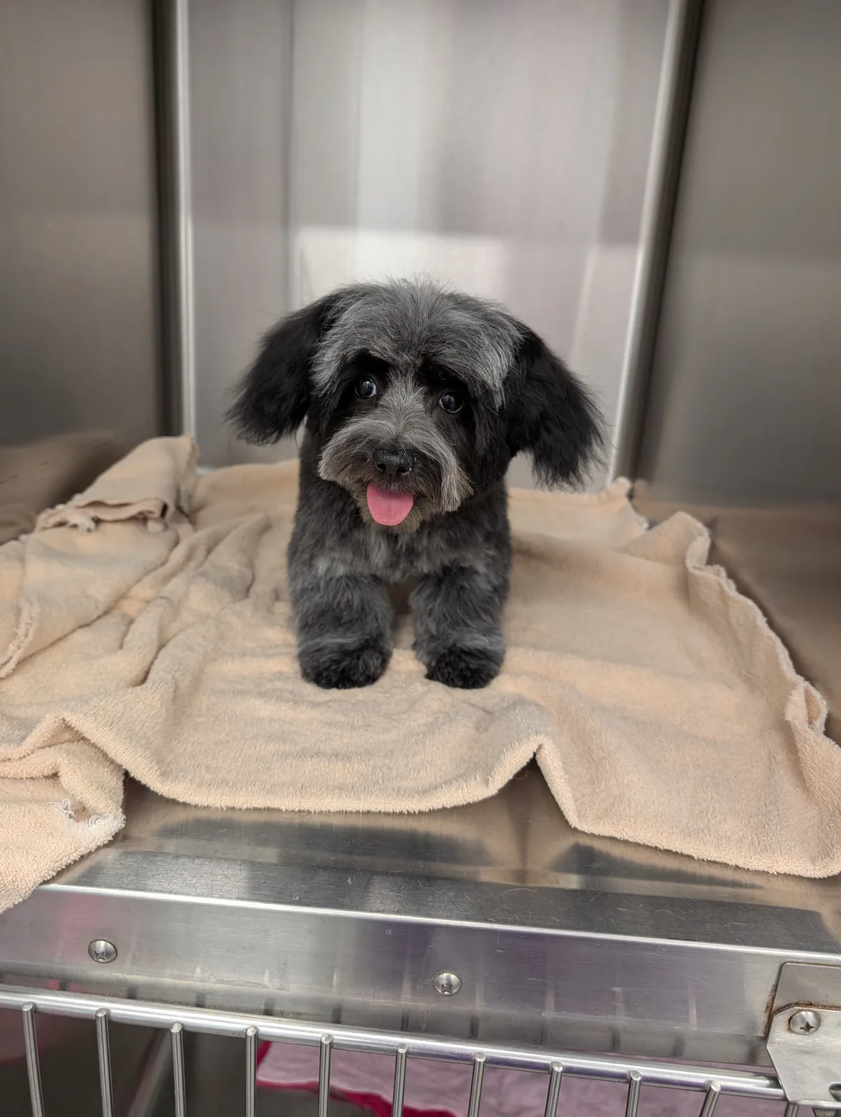 A fluffy gray and black pup relaxing on a towel with its tongue out