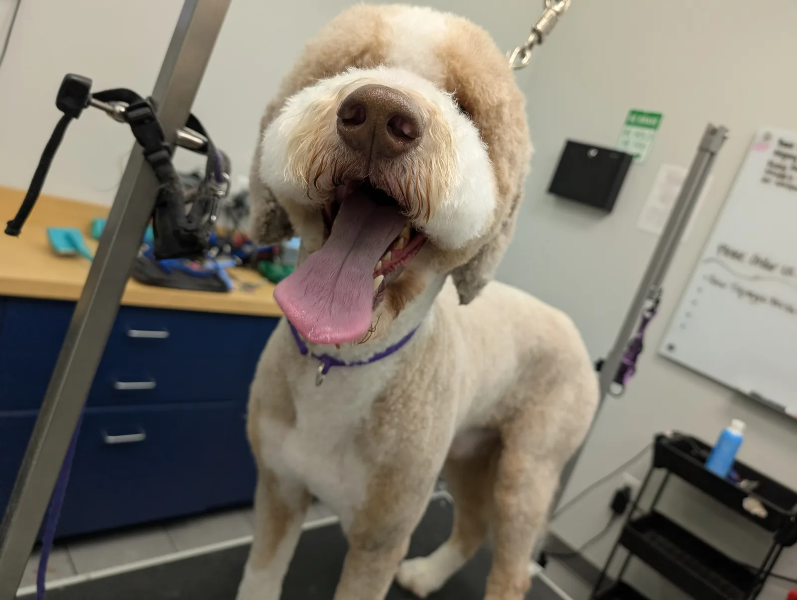 A cream and white doodle with a huge open-mouth smile on the grooming table