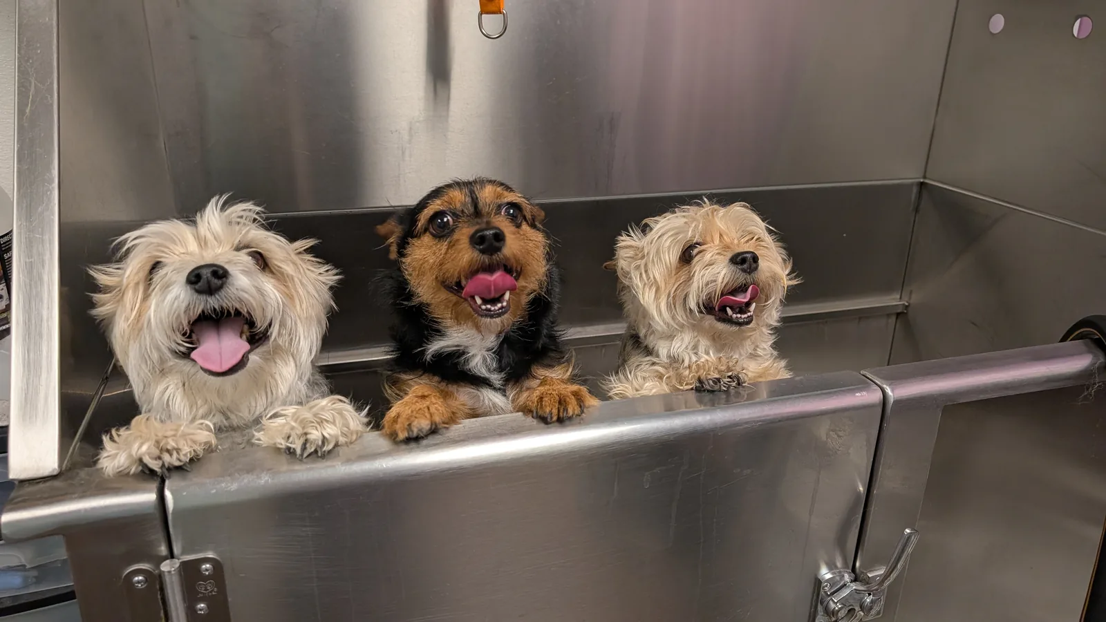 Three small terrier-mix pups lined up, smiling over the edge of the grooming tub