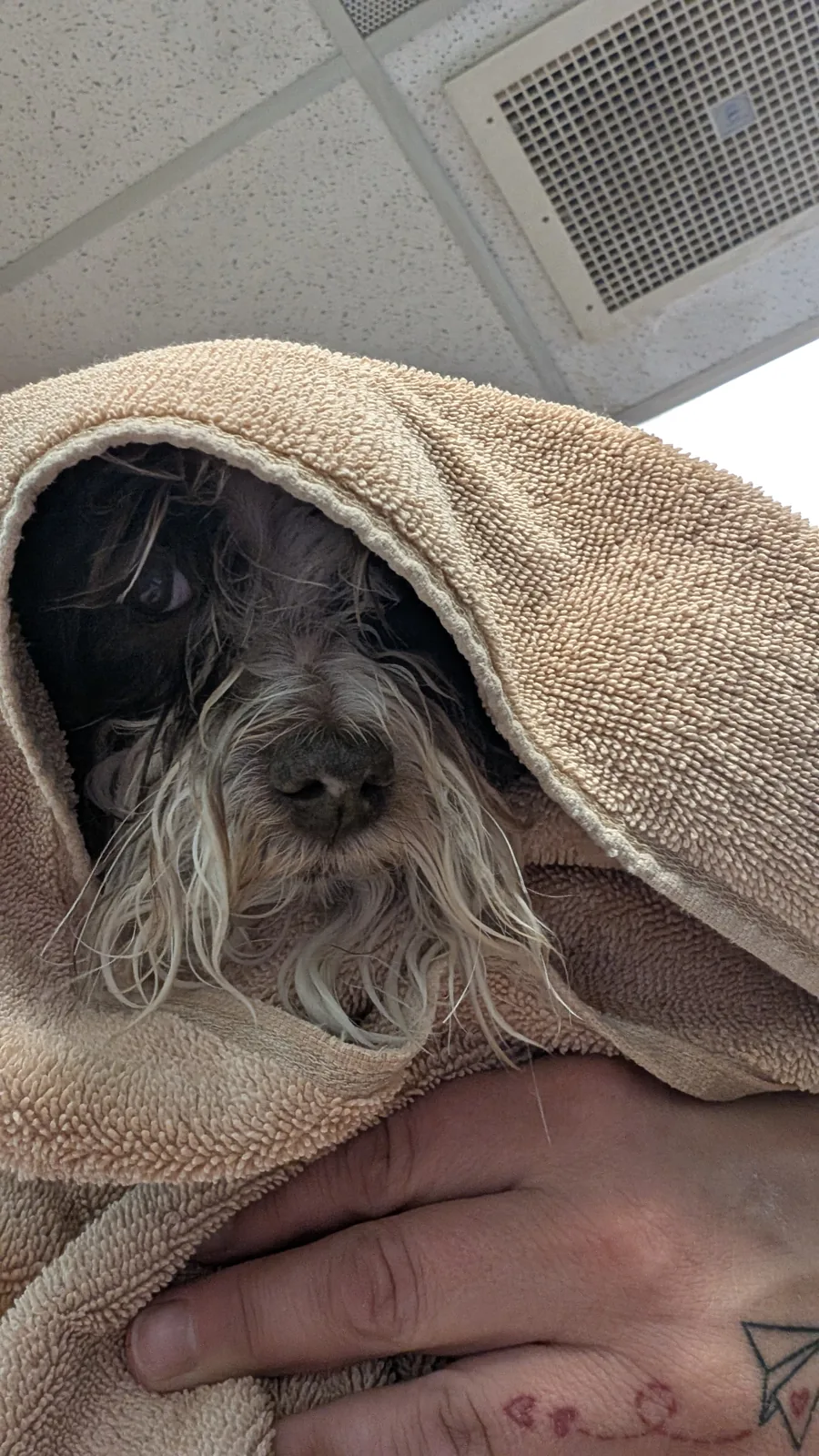 A wet pup bundled up in a towel burrito after a bath