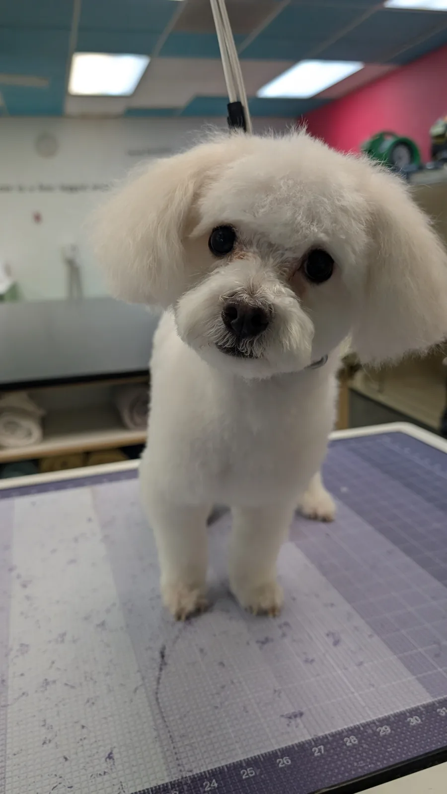 A white bichon-type pup with a round teddy-bear face on the grooming table