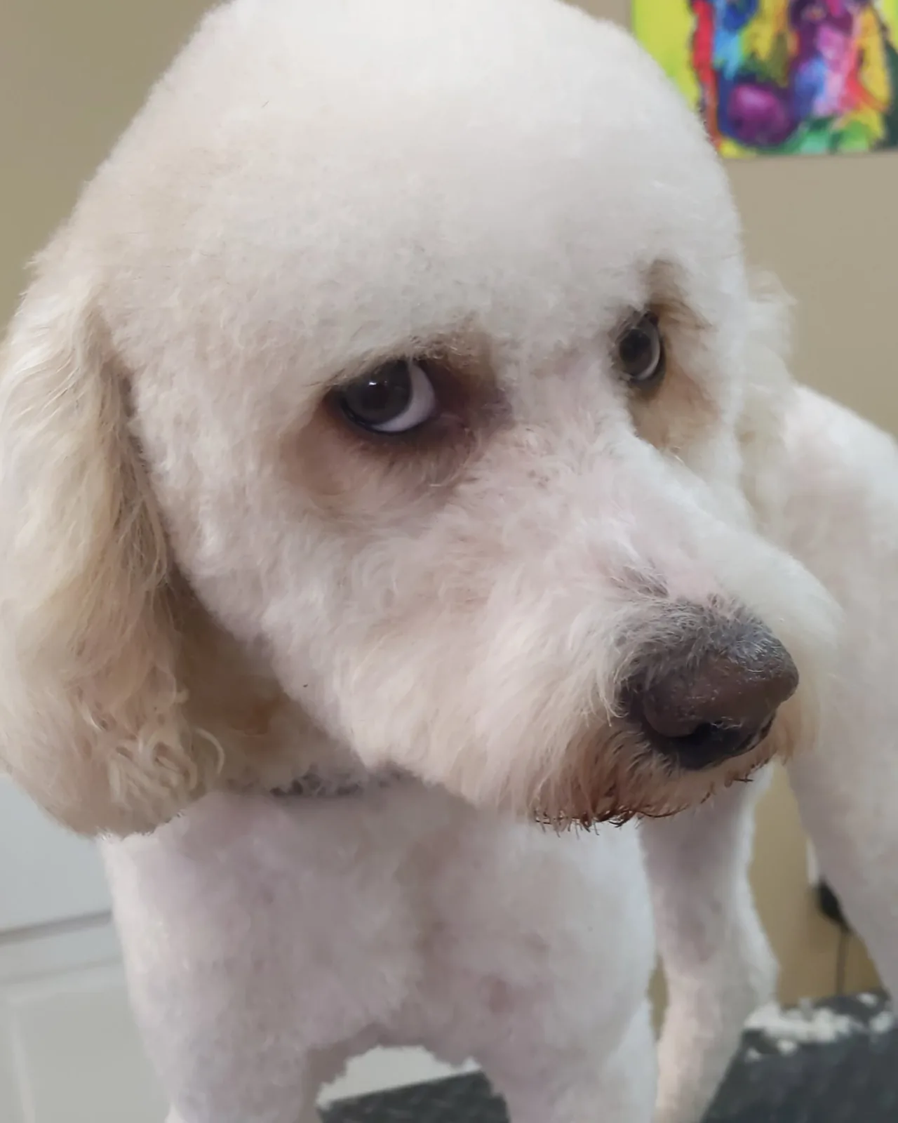 Close-up of a white doodle's freshly trimmed face