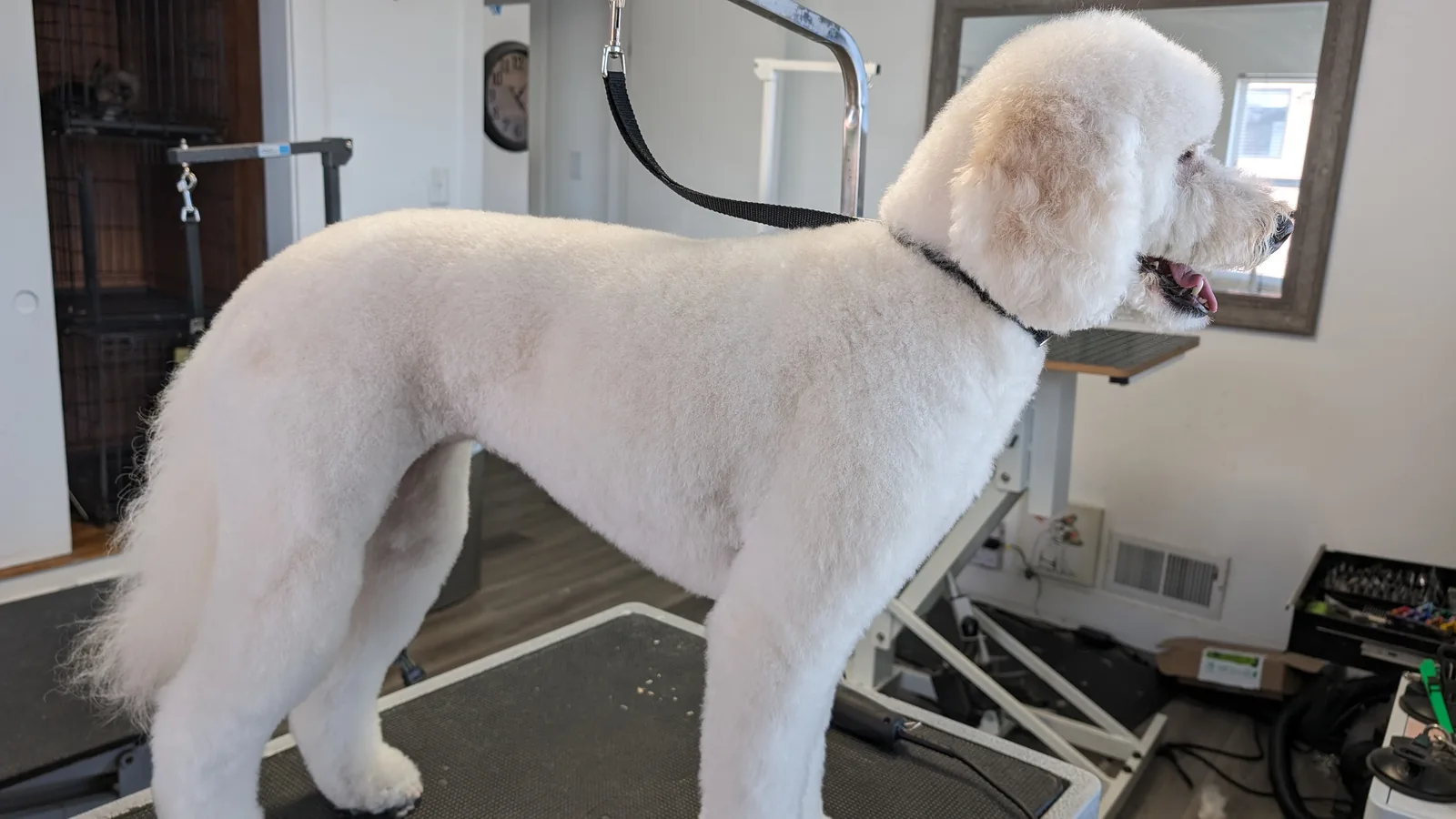 A white doodle in full side profile with a clean teddy trim